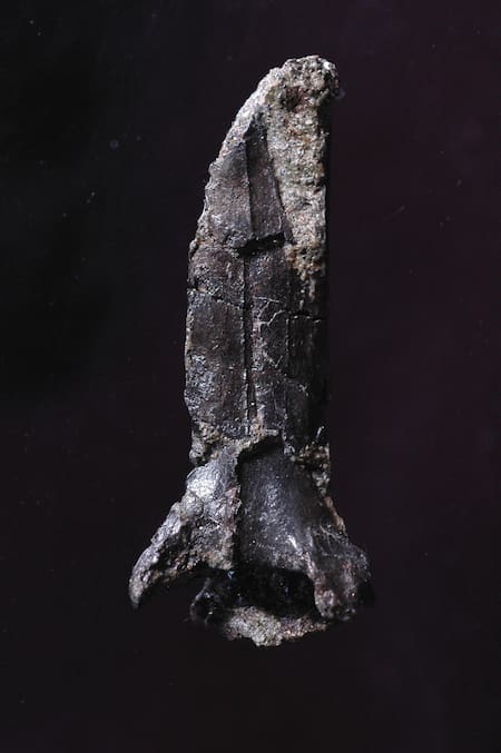 Investigación identifica una nueva especie de dinosaurio en Japón. Foto: EFE.