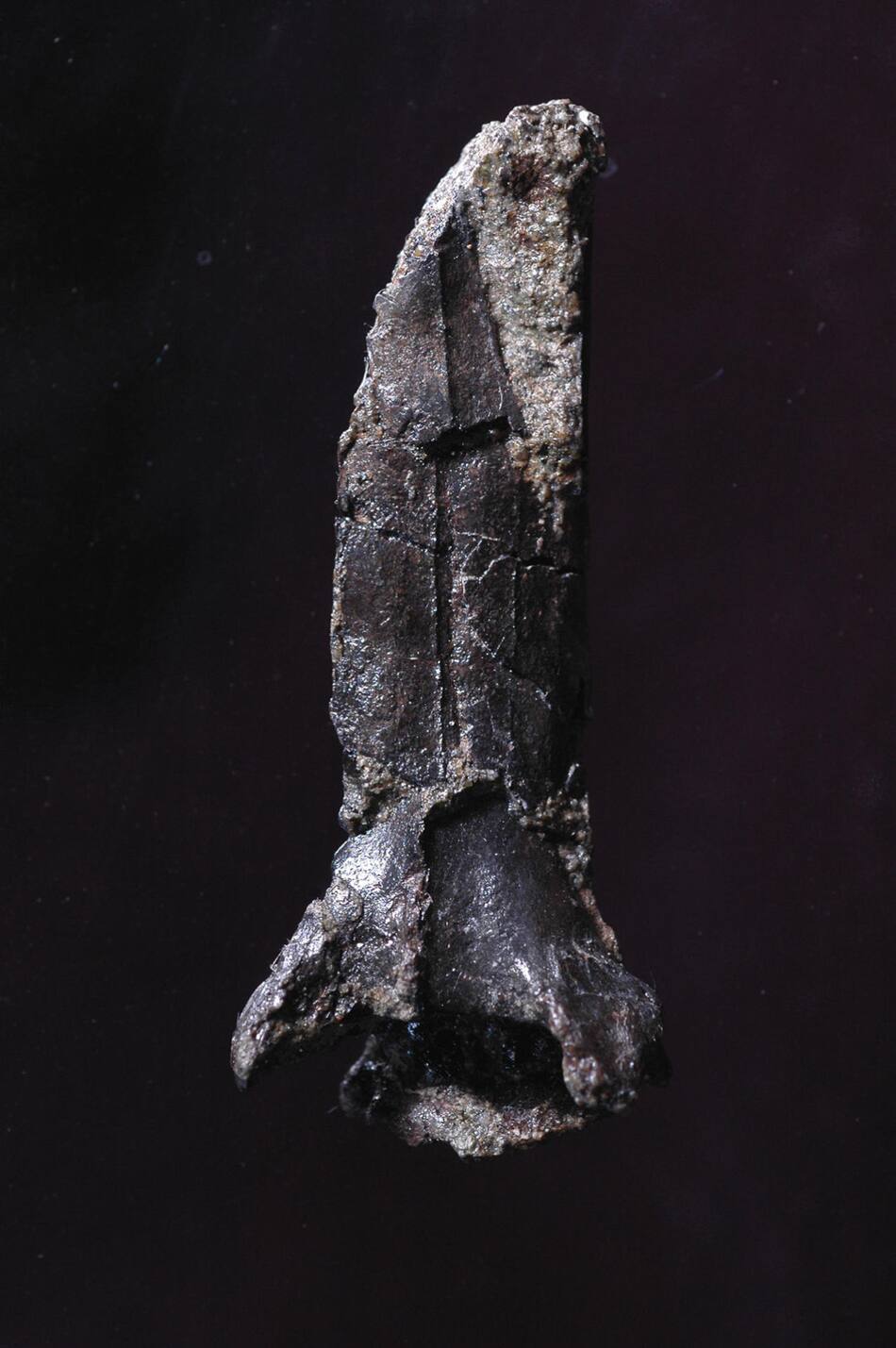 Investigación identifica una nueva especie de dinosaurio en Japón. Foto: EFE.