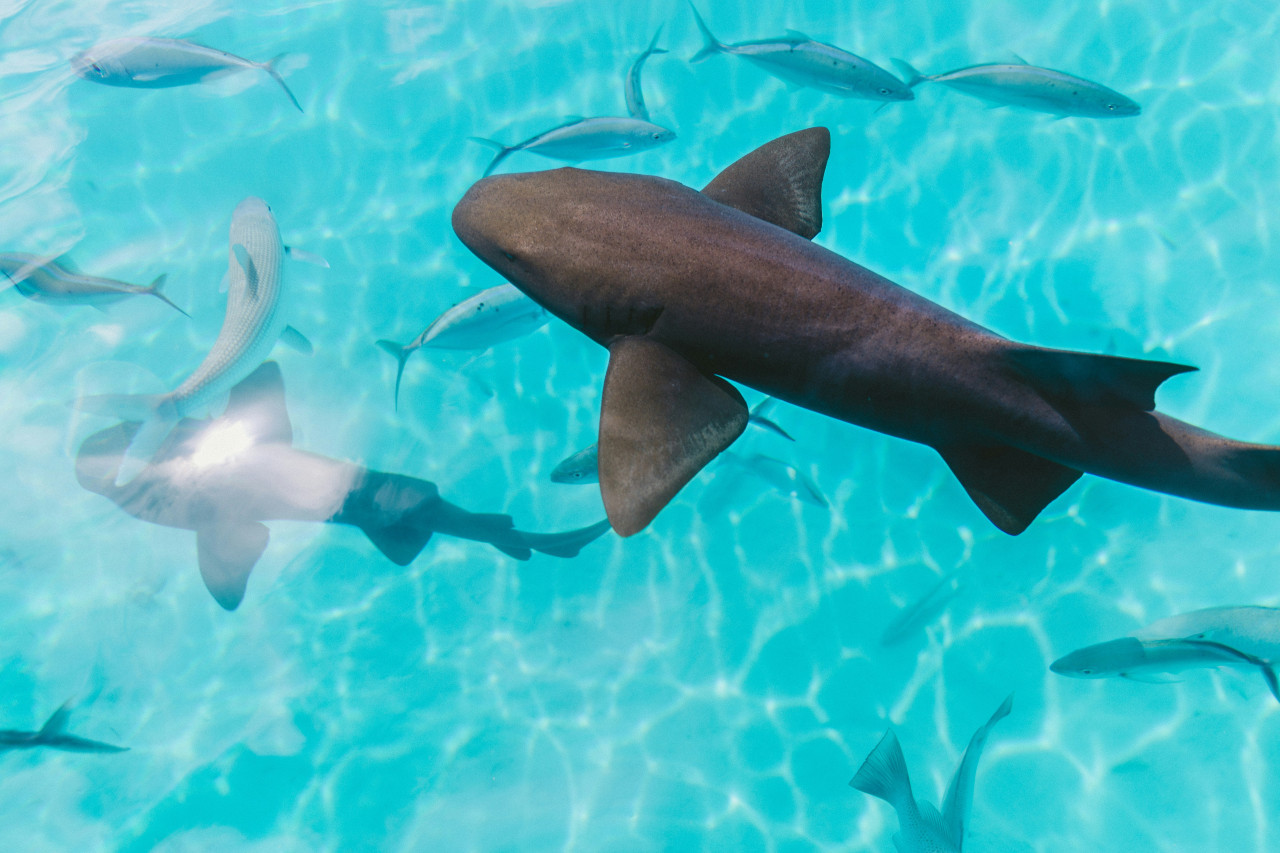 Tiburones. Foto: Unsplash