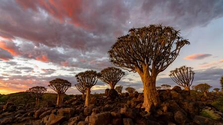 Árbol de sangre de dragón. Foto: Freepik.