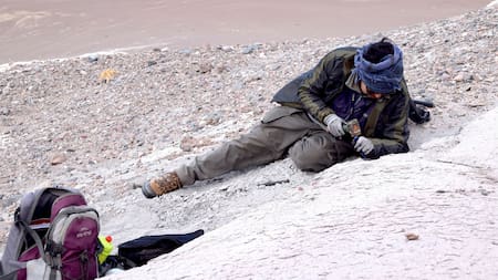 Nueva especie encontrada en Catamarca . Fotos: CONICET / Matías Armella (INSUGEO).
