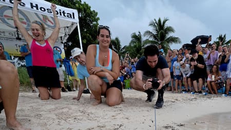 Liberan en los Cayos de Florida a una rehabilitada tortuga marina. Foto: EFE.