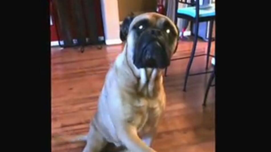 Perro delata a su compañero