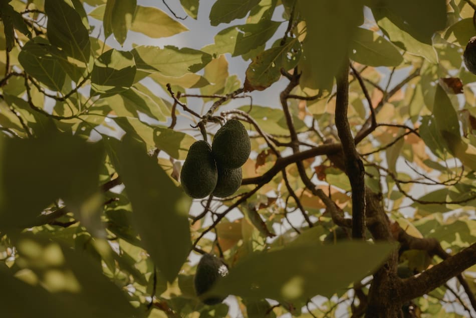 Planta de palta. Fuente: Unsplash