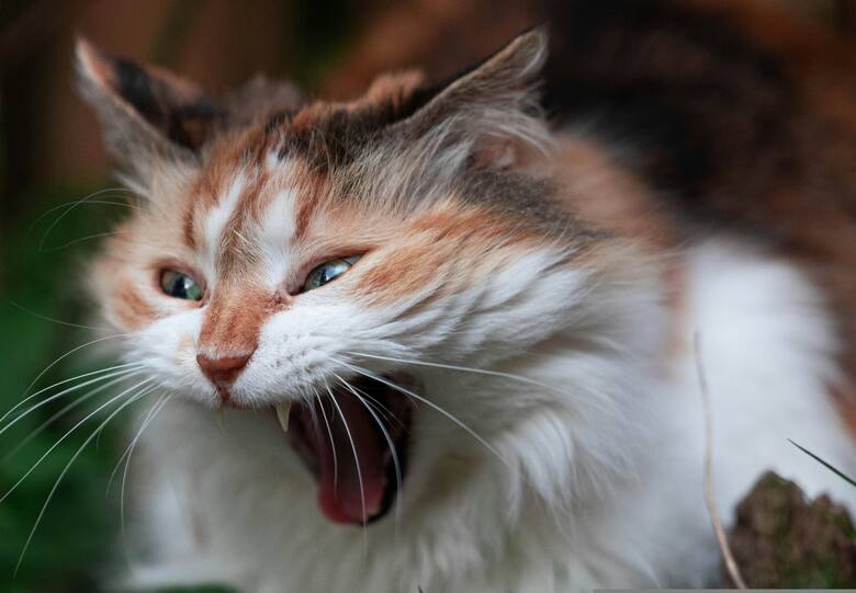 Las cinco conductas que indican que un gato está incómodo con una ...