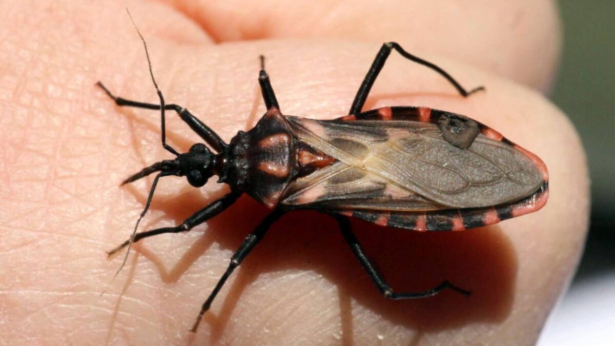 Nuestro país está primero en números absolutos por “cuestiones ambientales y ecológicas” que propician que el vector se reproduzca. Foto: Fundación Favaloro.