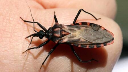 Nuestro país está primero en números absolutos por “cuestiones ambientales y ecológicas” que propician que el vector se reproduzca. Foto: Fundación Favaloro.