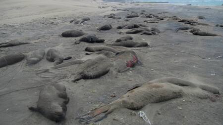 Lobos marinos fallecidos en las costas de Puerto Madryn. Foto: NA.