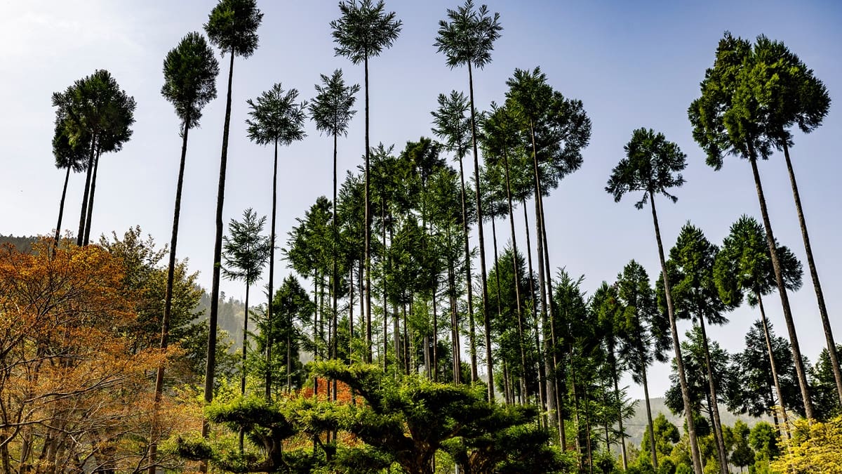 Daisugi: la técnica japonesa de hace 600 años que produce madera sin talar árboles y sorprende al mundo