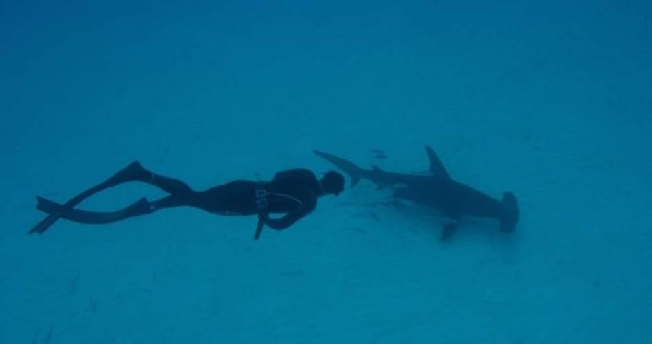 Michael Phelps duelo con un tiburón