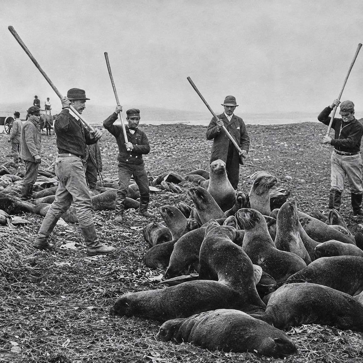 Lobos marinos