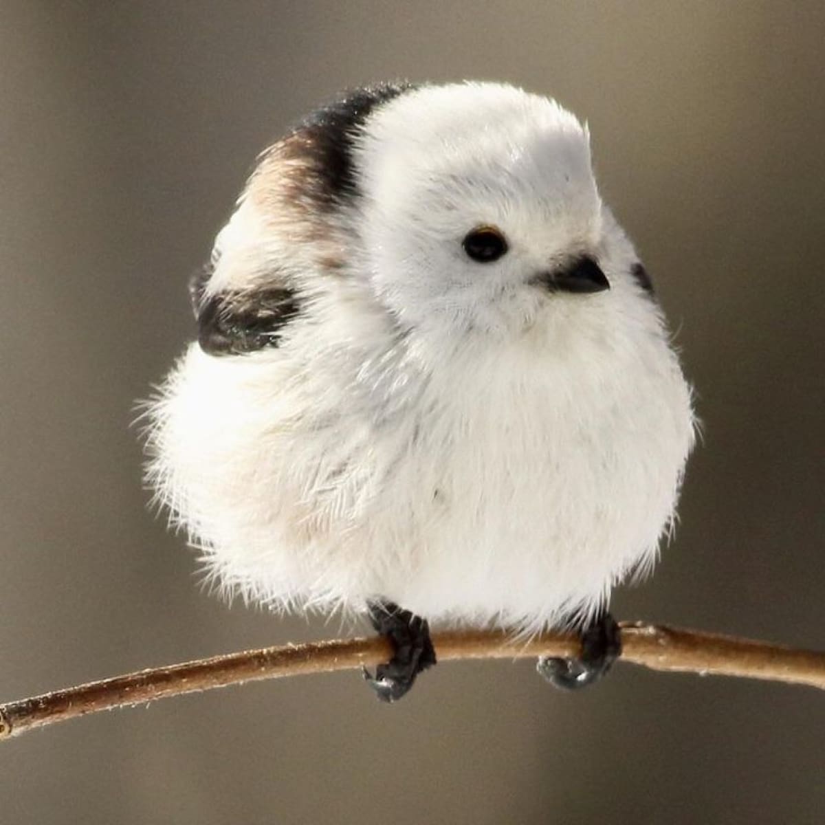 Pájaro "hada de la nieve". Foto: Pinterest.