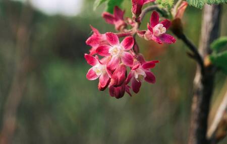 Lagerstroemia, árbol. Foto: Freepik