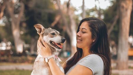 Perros, mascotas, dueños. Foto: Unsplash