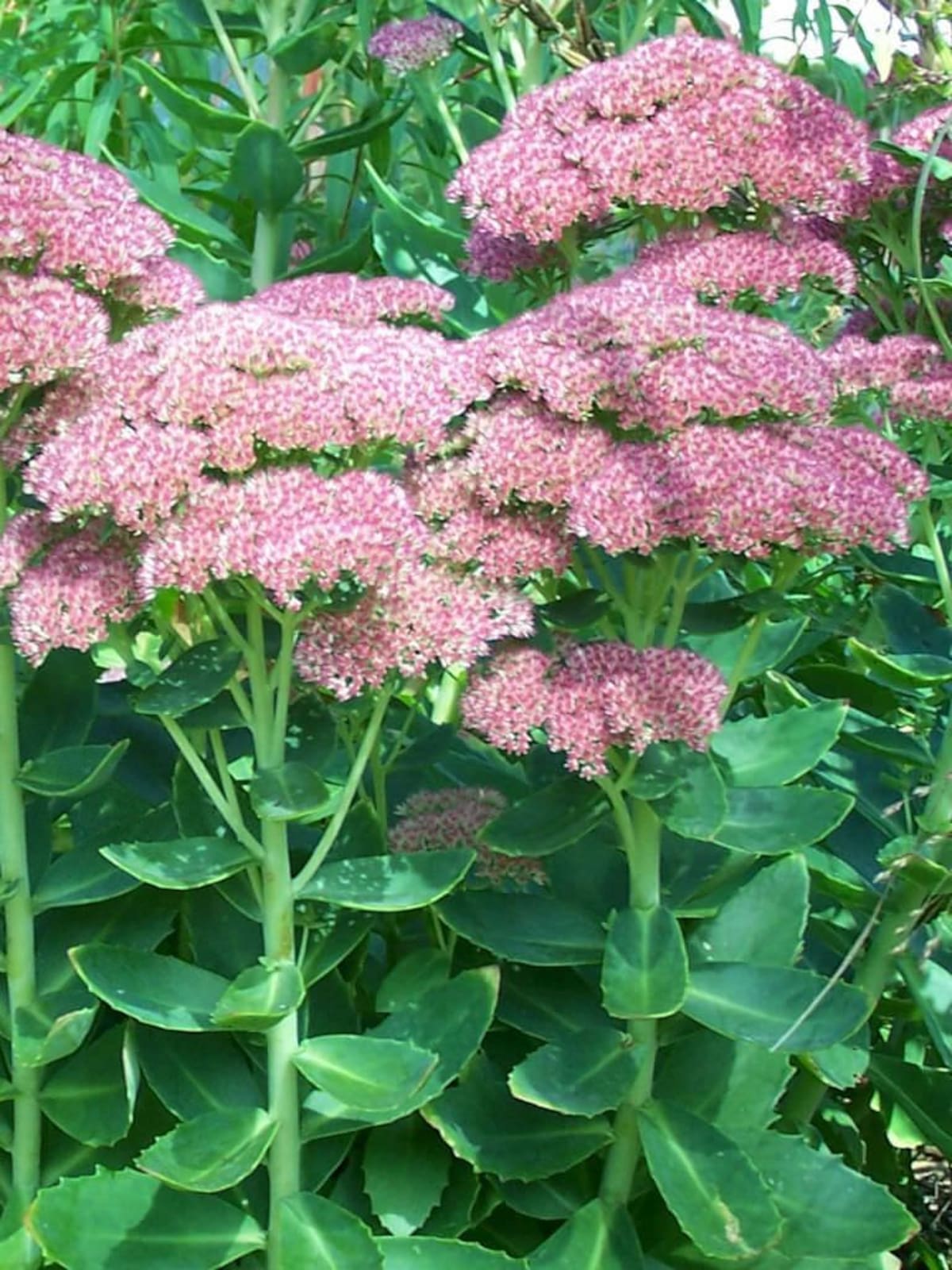 hierba callera (Hylotelephium telephium)