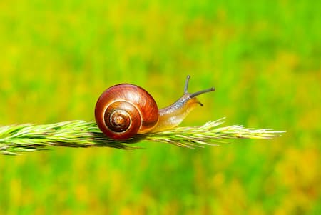 La velocidad a la que se mueven los caracoles. Foto Unsplash.
