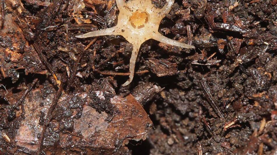 Nueva especie de las linternas de hada. Foto: EFE