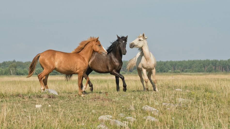 Caballos. Unsplash