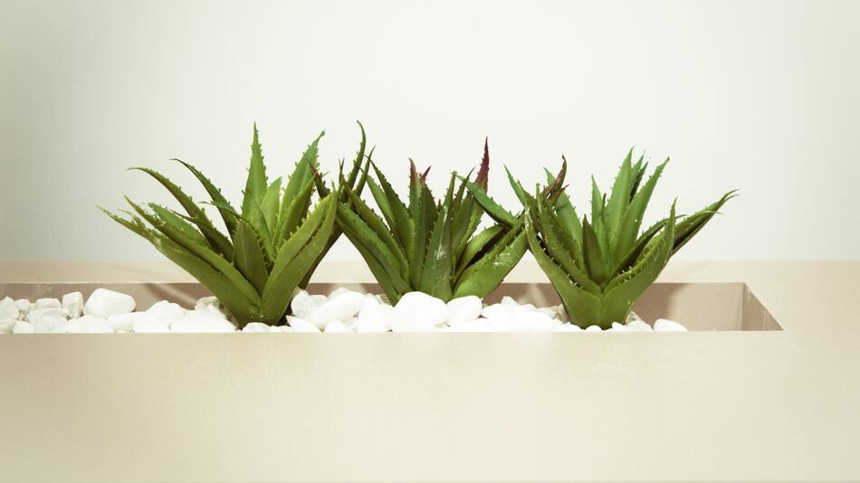 Aloe vera. Foto: Pexels