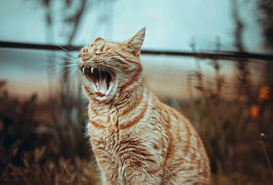 Gatos; felinos; maullidos. Foto: Unsplash.