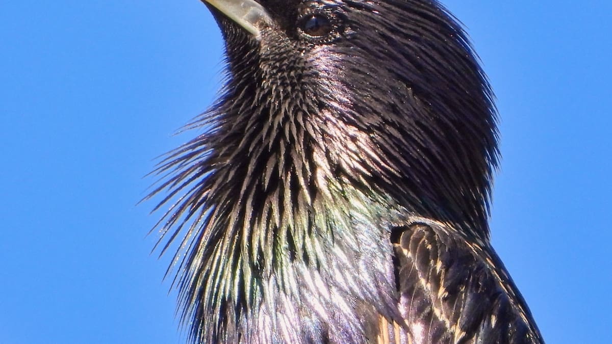 En 1987, Argentina registró por primera vez al estornino pinto: hoy avanza por el país y amenaza a las aves nativas