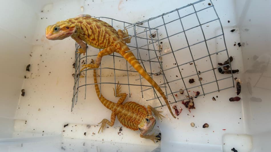 Animales secuestrados de una veterniaria en Posadas, Misiones.