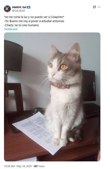 Los mejores memes de Franco Colapinto. Fotos: X.