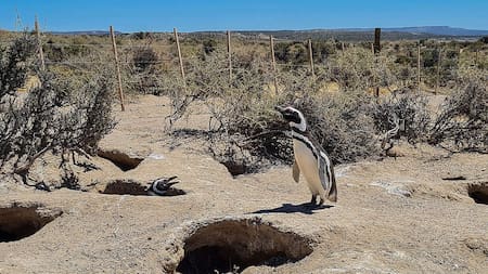 El caso, que atrajo gran atención mediática, será transmitido en vivo por el canal de YouTube del STJ. Foto: Greenpeace.