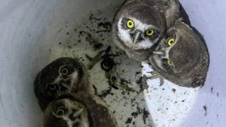 Lechuzas en cautiverio en Corrientes. Fuente: Noticias Ambientales