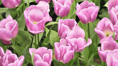 Tulipanes en Países Bajos. Foto: Unsplash