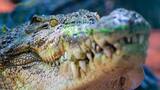 Murió el cocodrilo más grande del mundo: se encontraba en un centro de animales en Australia