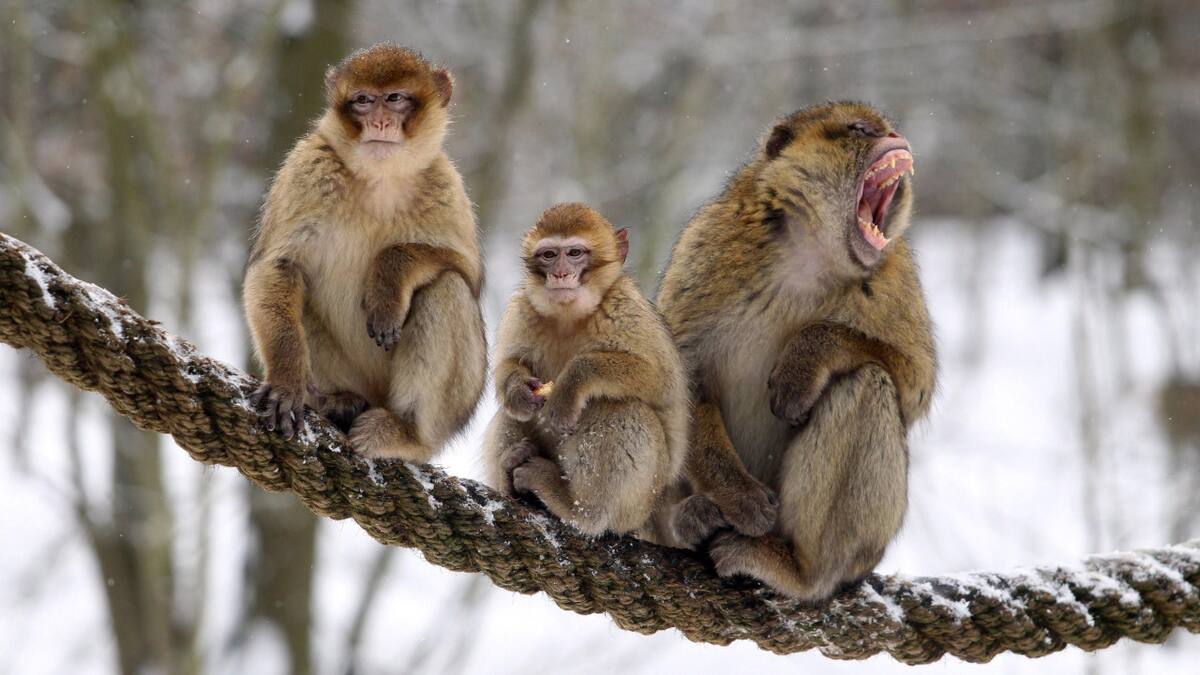 Primates, monos. Foto: NA.