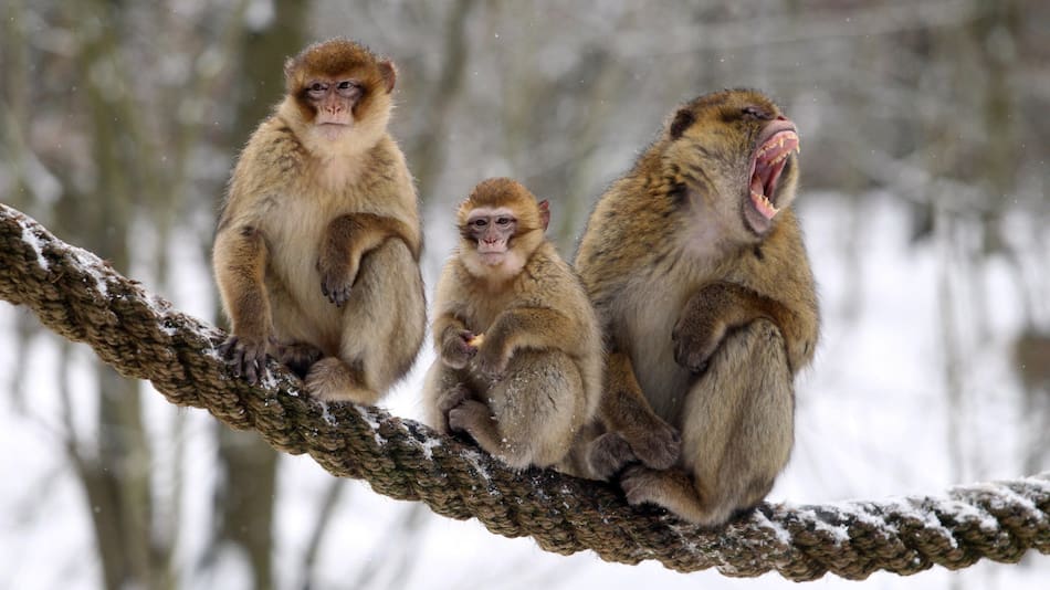 Primates, monos. Foto: NA.