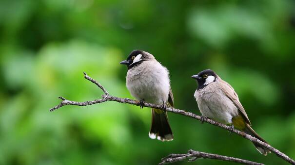 Acompañan las alarmas matutinas: los 4 pájaros que cantan al amanecer y son reconocibles por su melodía
