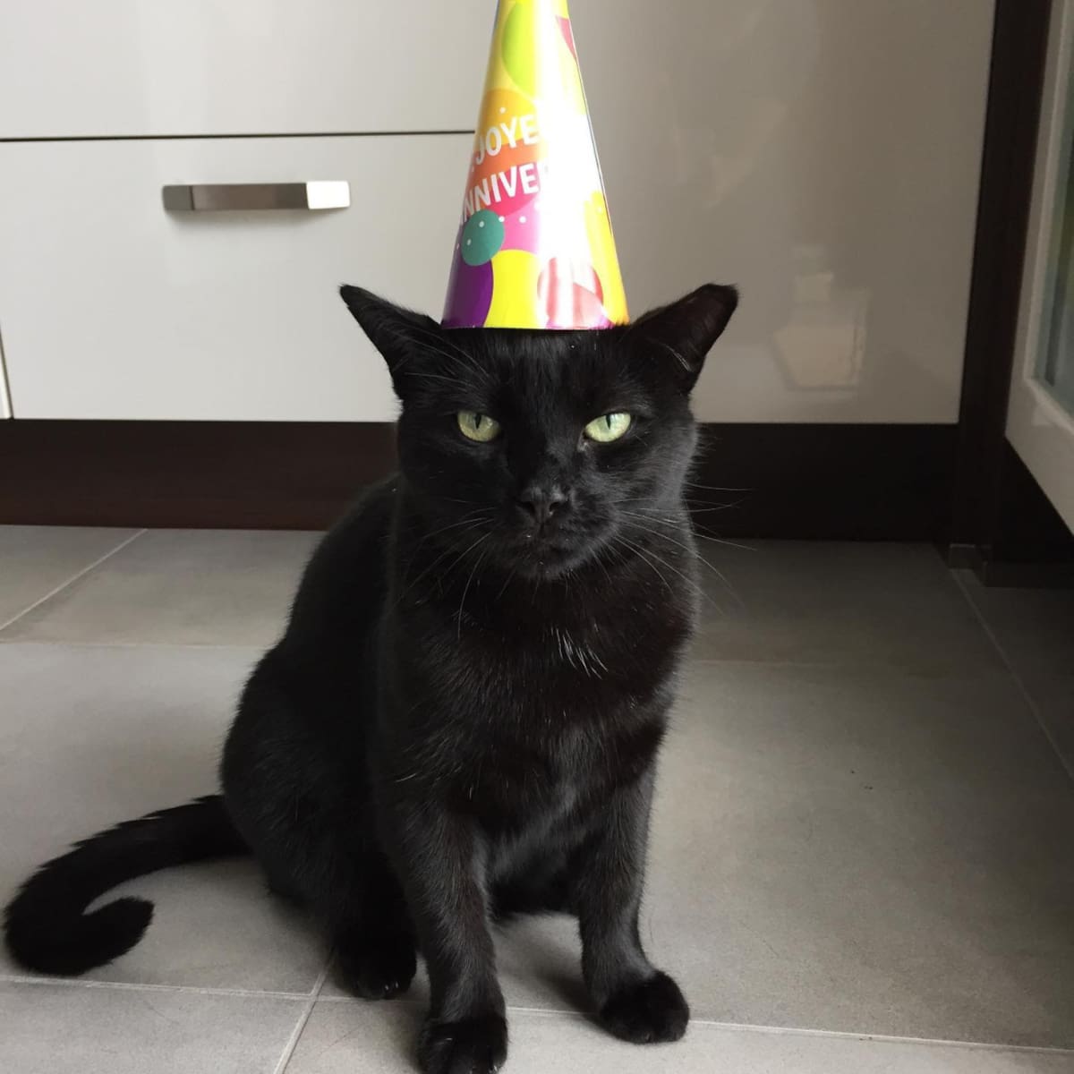 Pépito, el gato furor en Twitter. Foto: Instagram @pepitothecat2007.