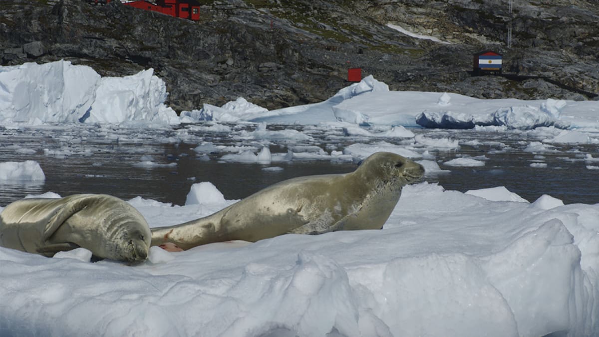 Foca cangrejera. Foto: CONICET
