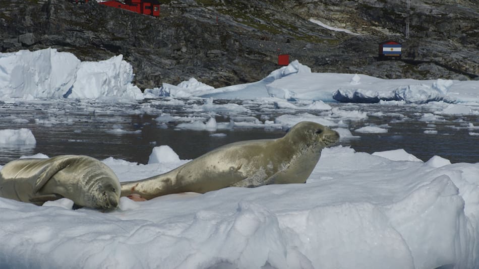 Foca cangrejera. Foto: CONICET