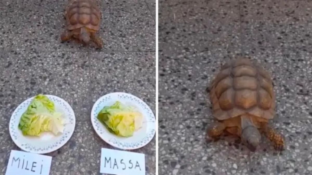 Tortuga Pandolfina. Foto: captura.