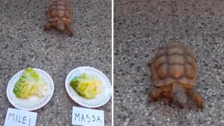 Tortuga Pandolfina. Foto: captura.