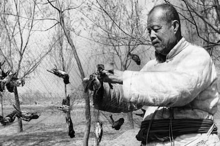 Matanza de gorriones en China