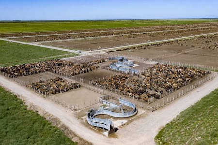 Feedlots argentinos