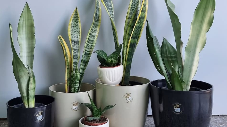 Familia Sansevieria: Espada de San Jorge y Lengua de Suegra.