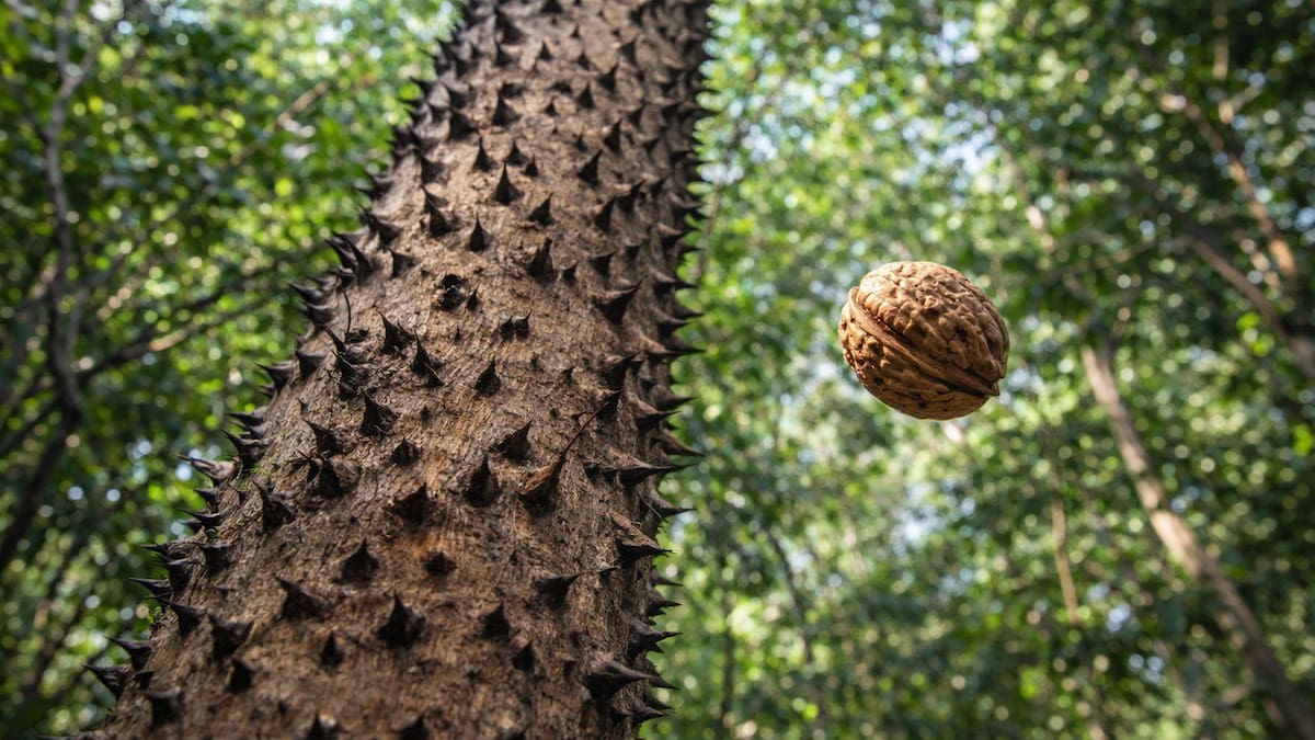 ¿Un “árbol dinamita” en América del Sur?: el extraño método que convierte sus frutos en proyectiles naturales