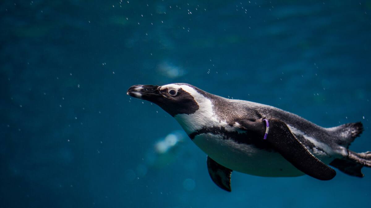 Pingüino. Foto: Unsplash.