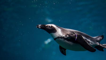 Pingüino. Foto: Unsplash.