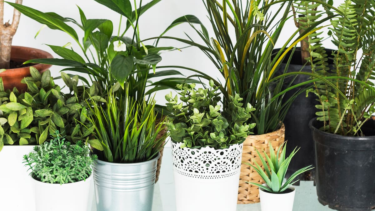 Plantas, jardín.