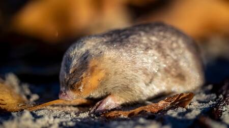 Topo dorado. Foto: Twitter