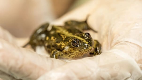 Orgullo nacional: un investigador argentino ganó el "Óscar verde" por preservar una especie de rana en peligro de extinsión