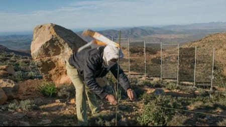 Cosechan niebla en el Sahara: cómo funciona la innovadora técnica en el desierto que transforma el aire en agua potable