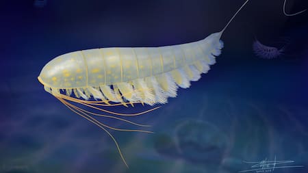 ‘Lomankus edgecombei’, la nueva especie de artrópodo encontrada en Nueva York, Estados Unidos. Foto: EFE.